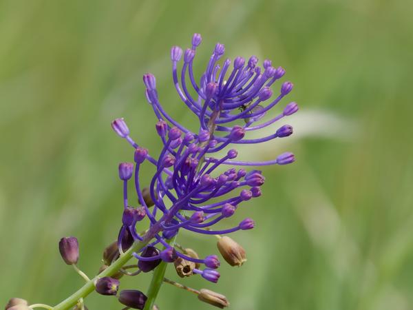 <h3><a href="/trips/extramadura/biota/plantae/tracheophyta/liliopsida/asparagales/asparagaceae/muscari comosum/muscari comosum-nl.html">Muscari&nbsp;comosum</a> / Tassel&nbsp;hyacinth / Kuifhyacint</h3>OM-1 Mark II met OLYMPUS M.150-400mm F4.5, 1/2000 sec  bij F4.5, ISO 320, afstand 6.2&nbsp;m
